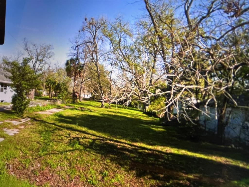 a view of yard with large tree