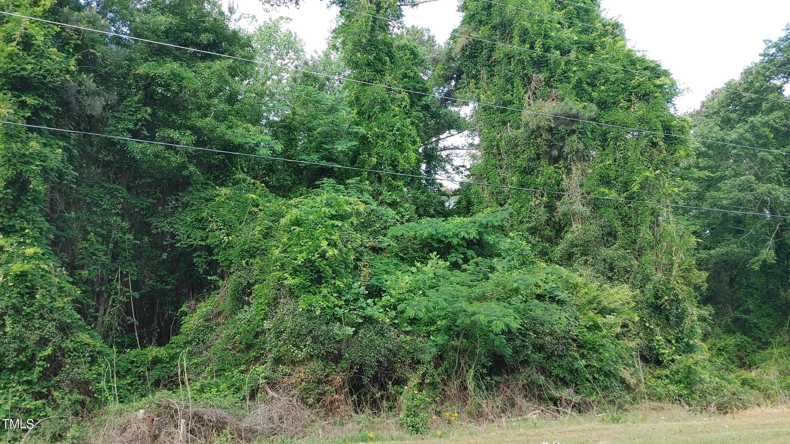 a view of a lush green forest