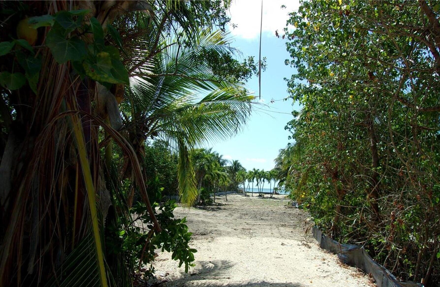 a view of a yard with plants