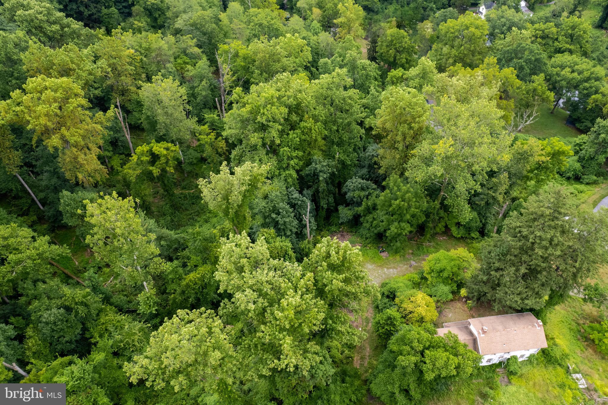 a view of a lush green forest