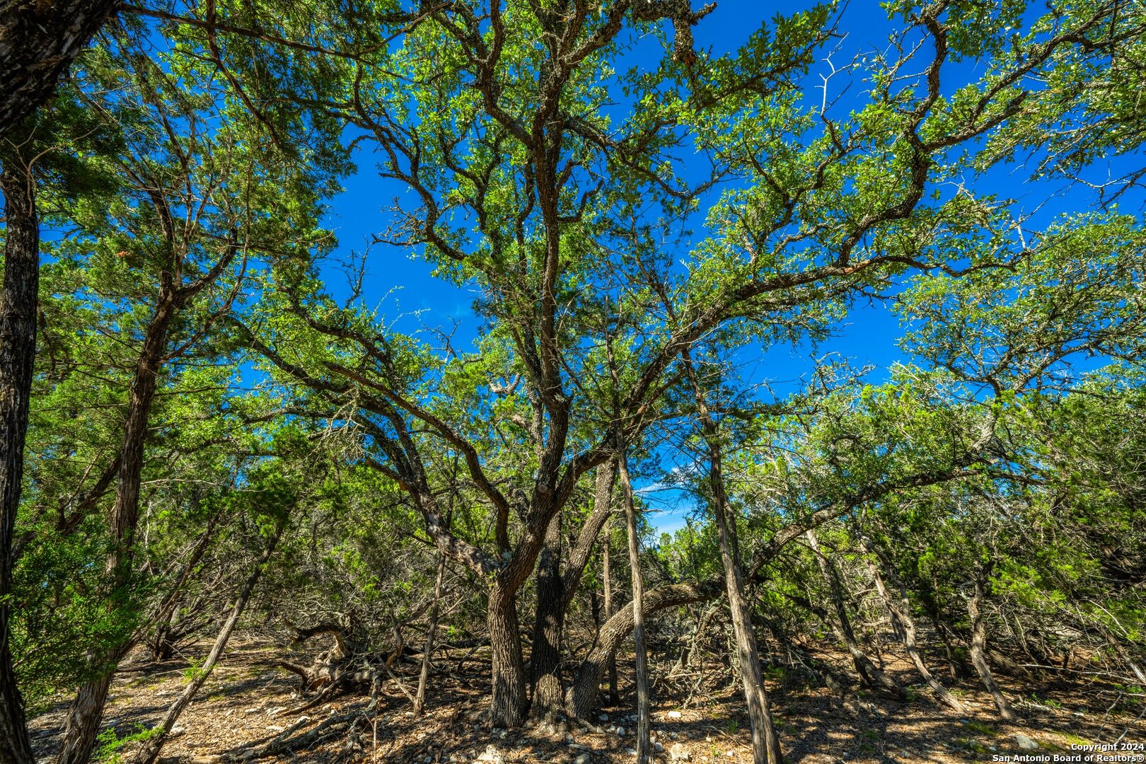 a view of a tree