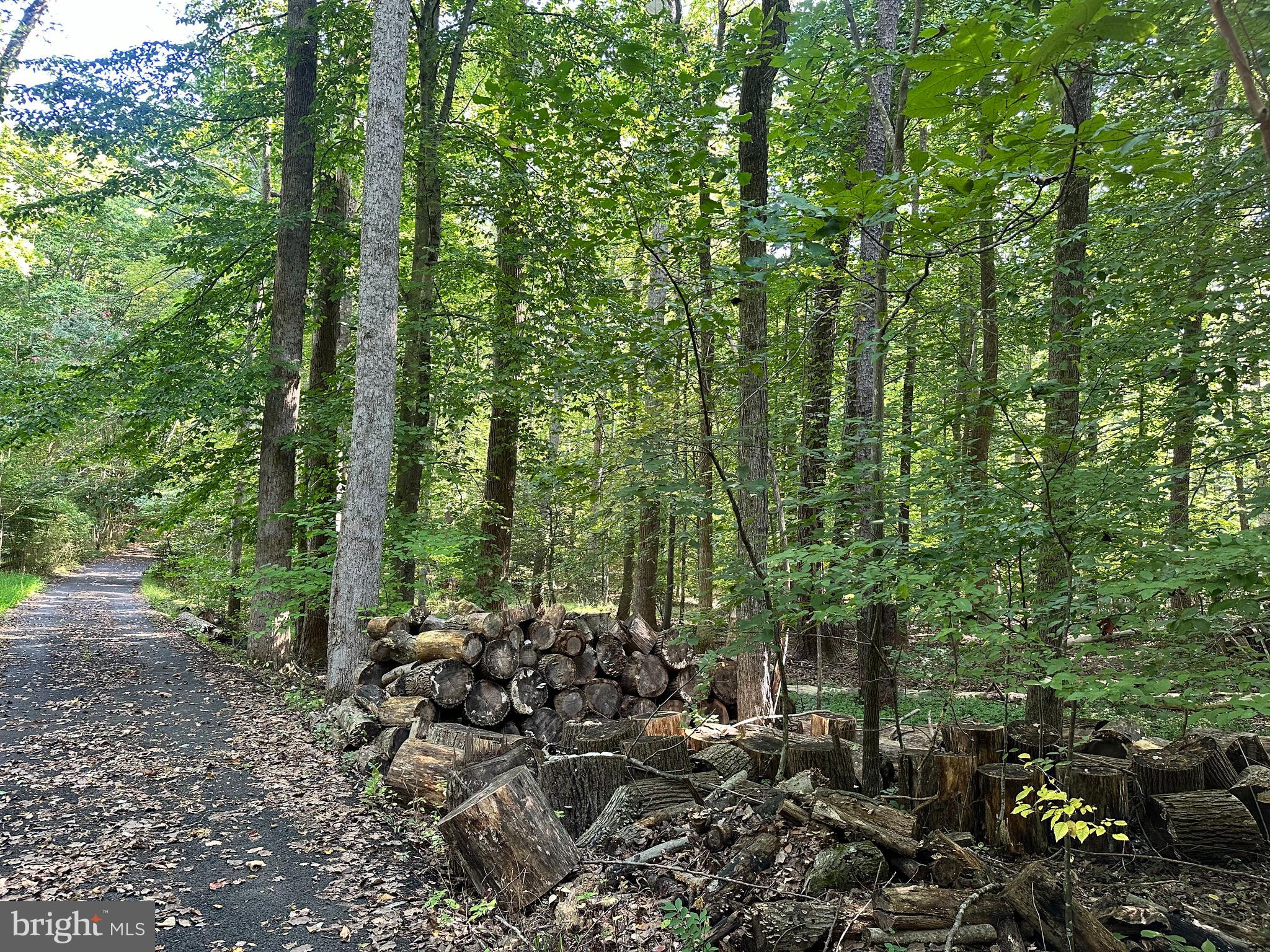 a view of a forest with trees