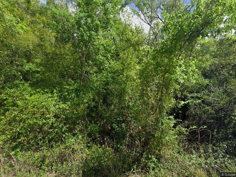 a view of a lush green forest