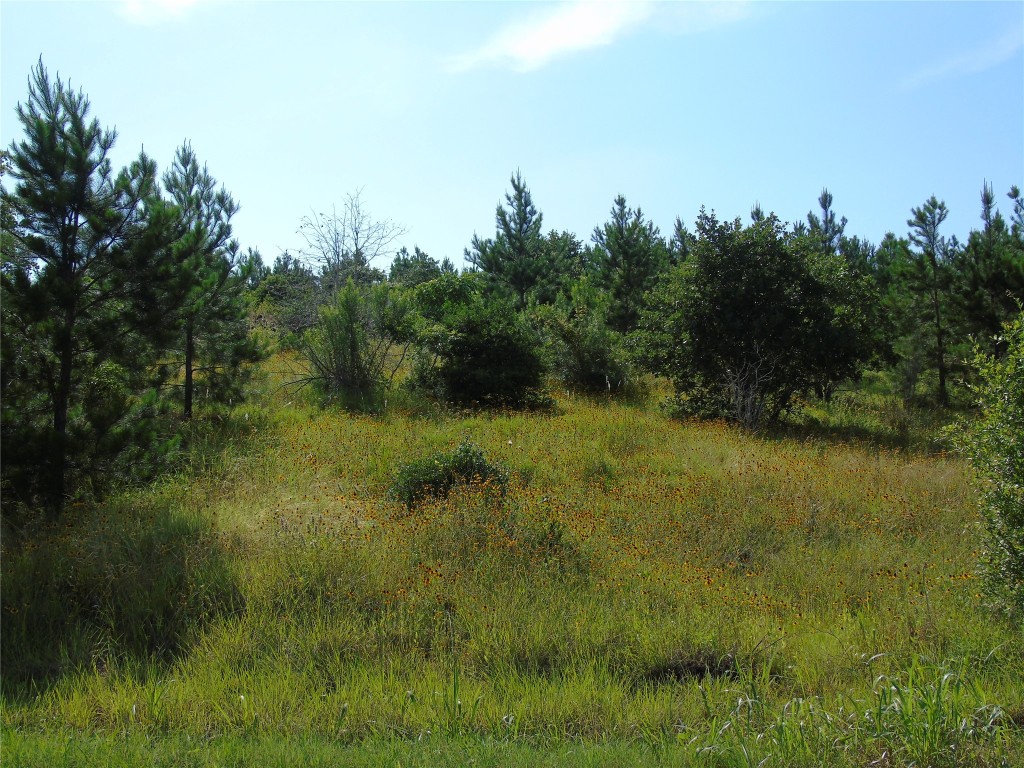 a view of a lush green space near a lake