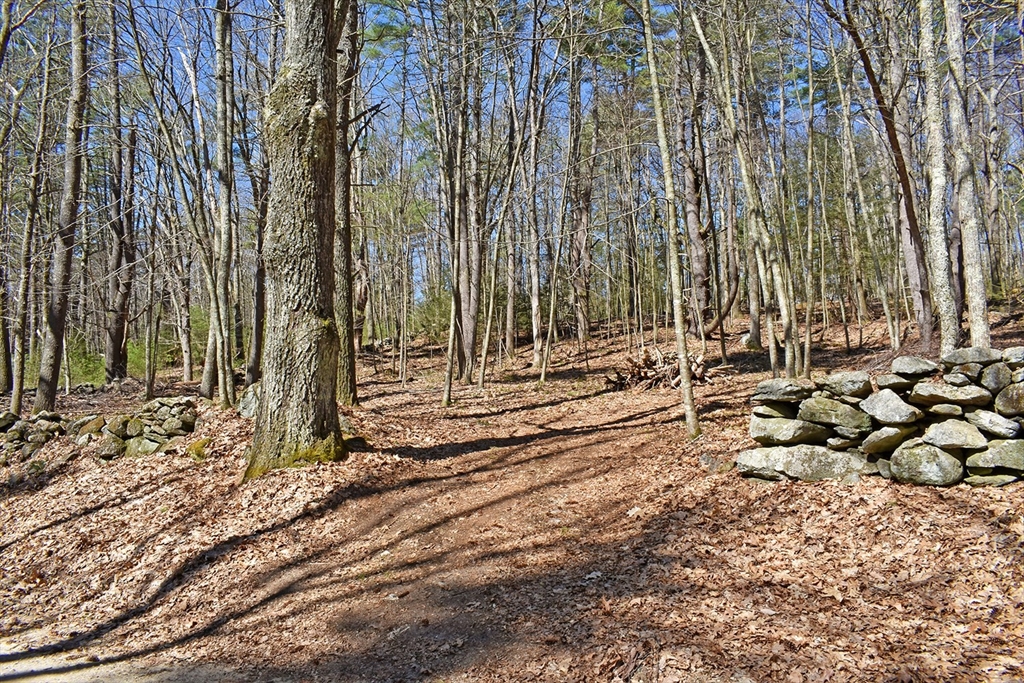 a view of a yard with trees