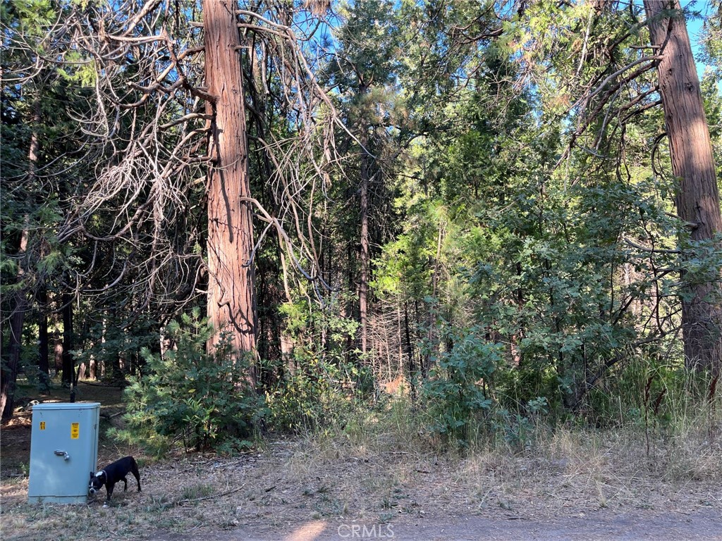 a backyard of a house with lots of trees