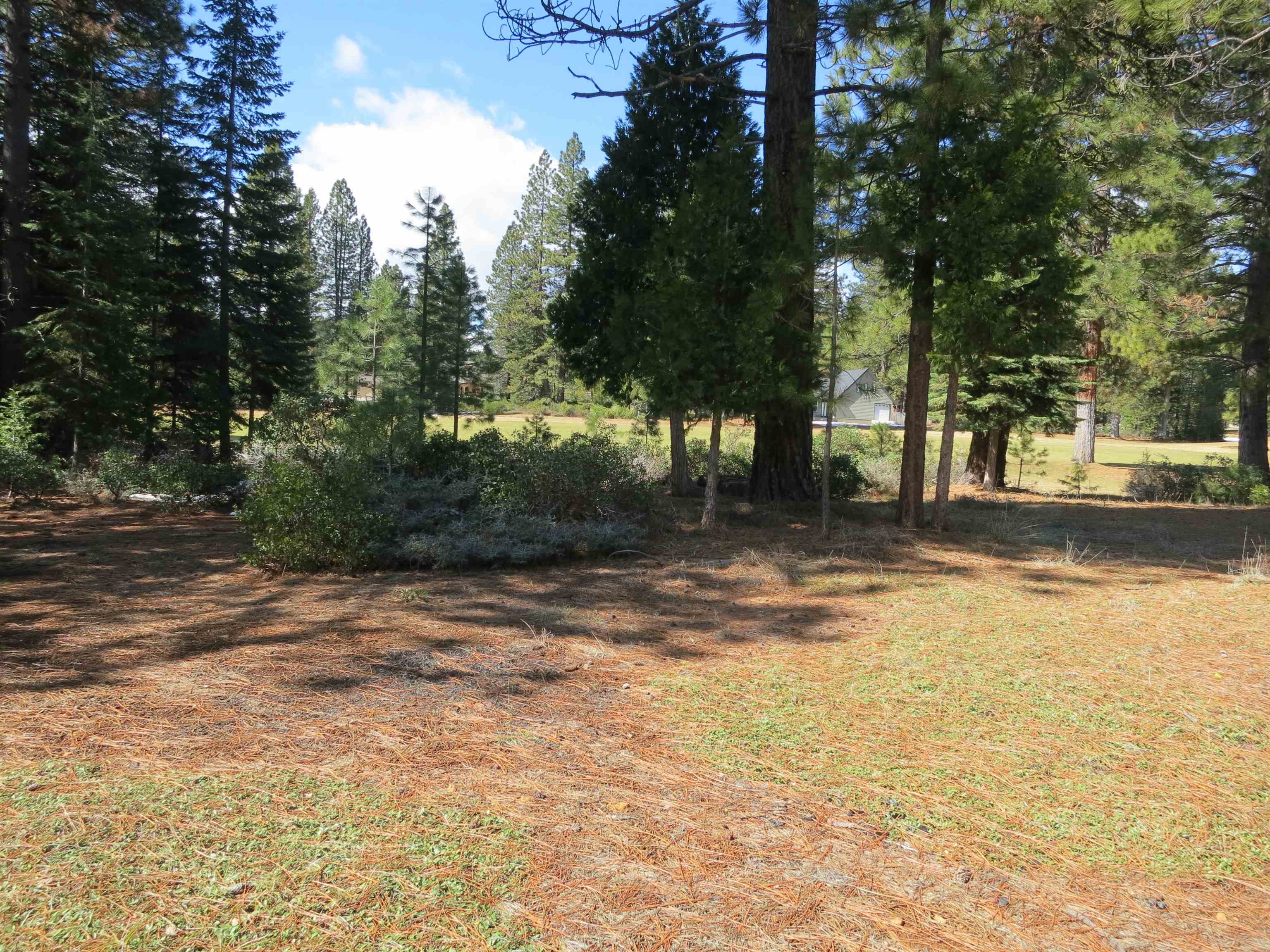 a view of a yard with a trees