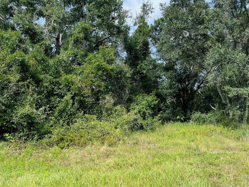 a view of a lush green forest