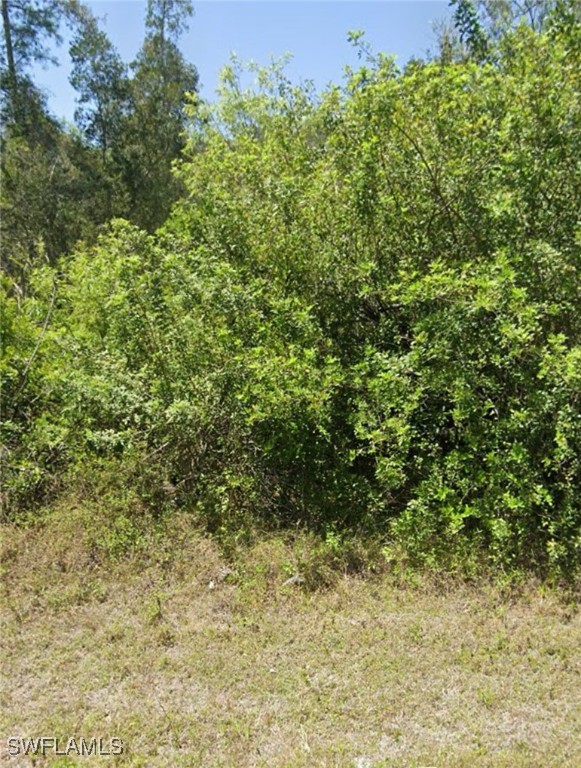 a view of a yard with a plant