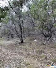 a view of a dry yard with trees