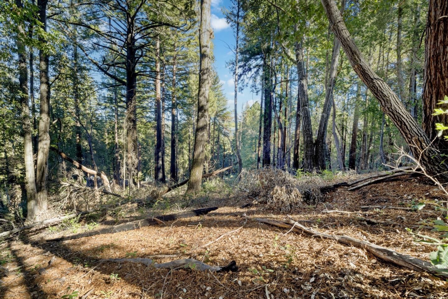 a view of a yard with trees