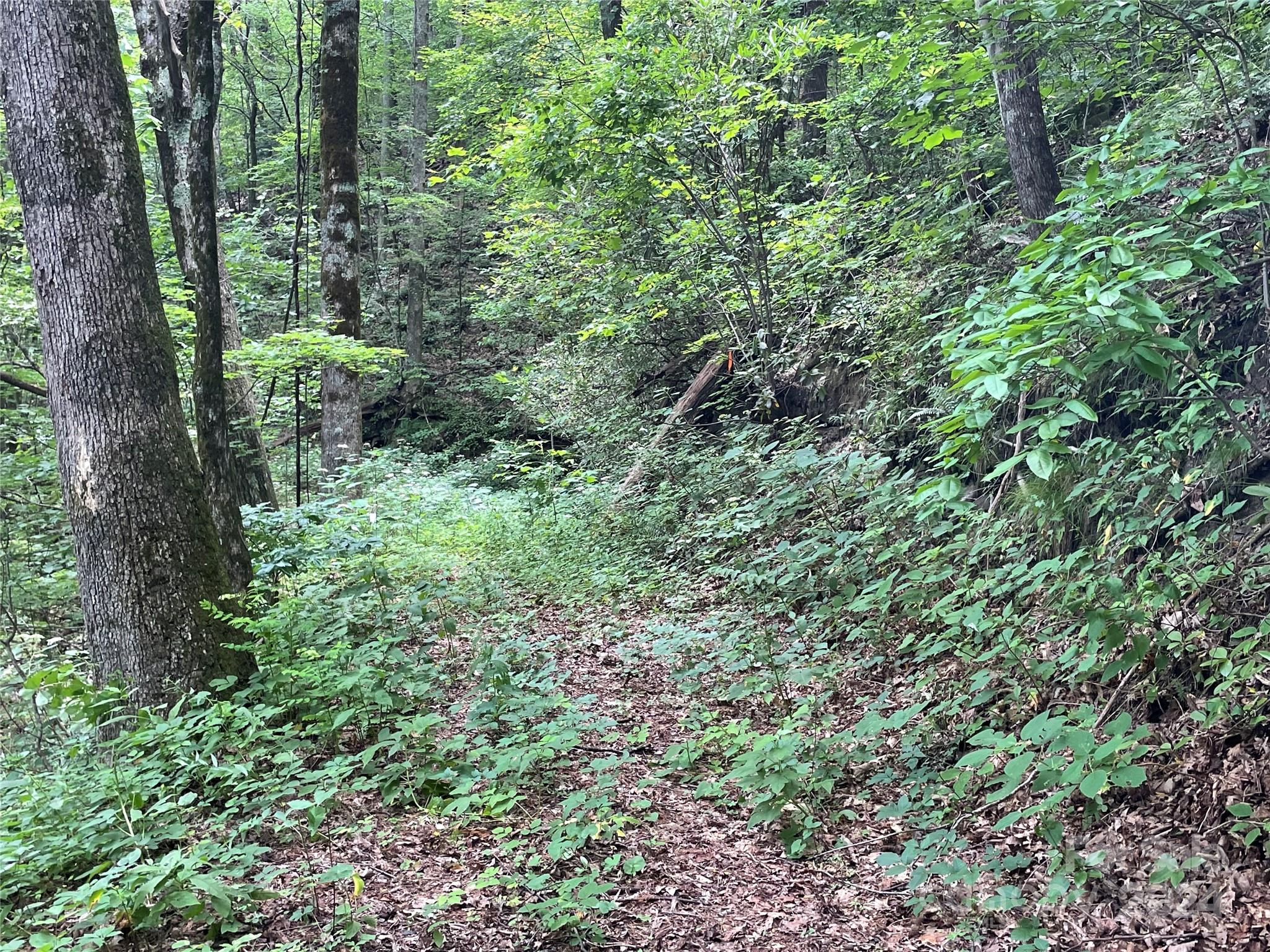 a view of a lush green forest