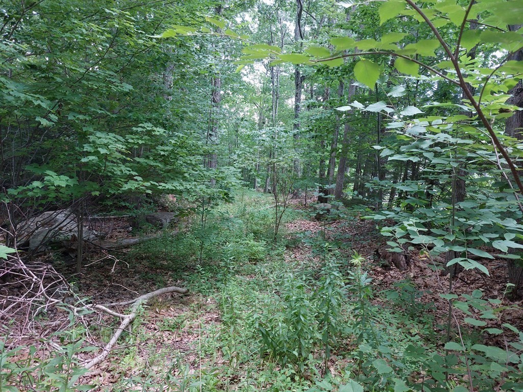 a view of a forest with lots of trees