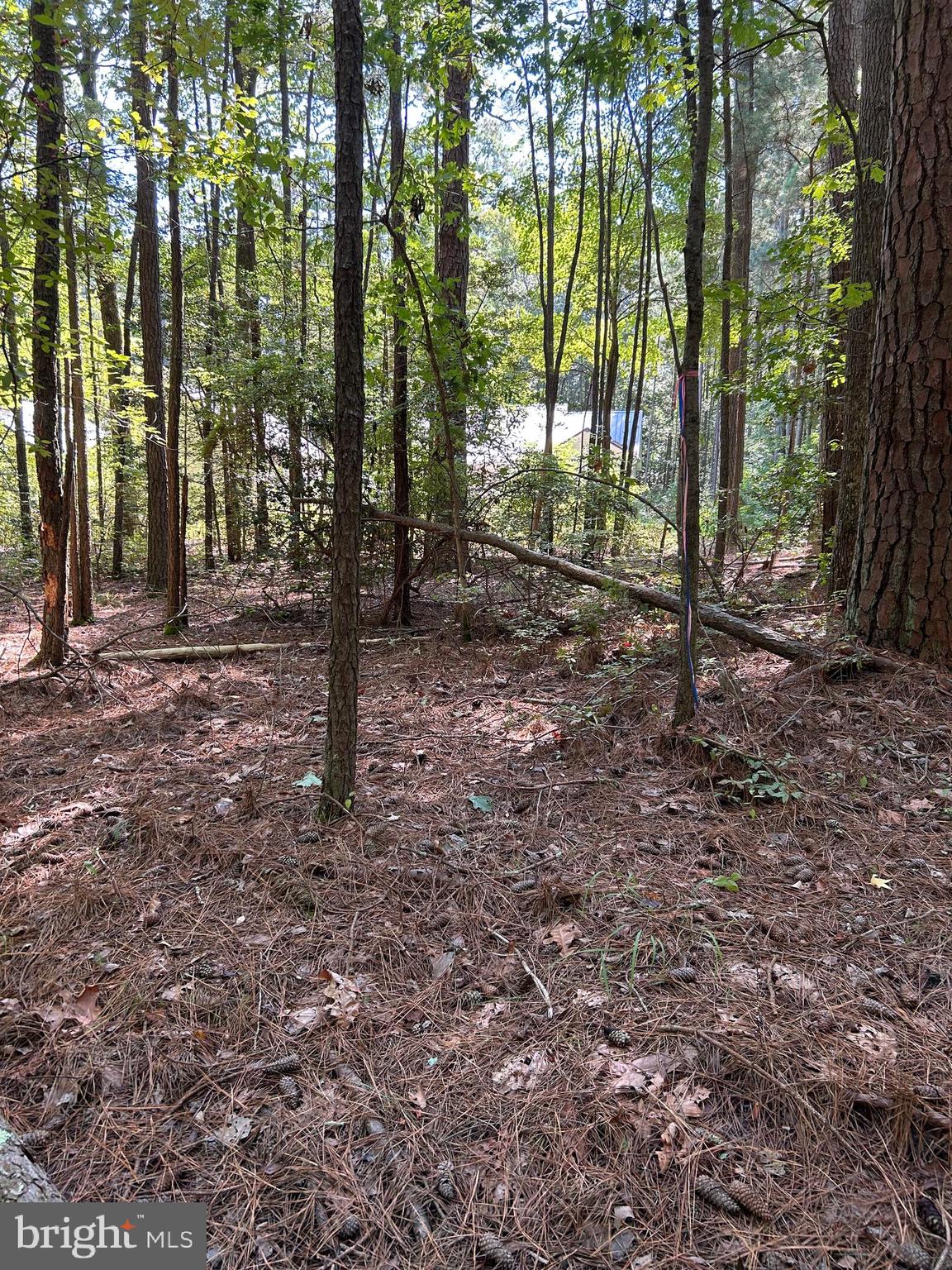 a view of outdoor space with trees