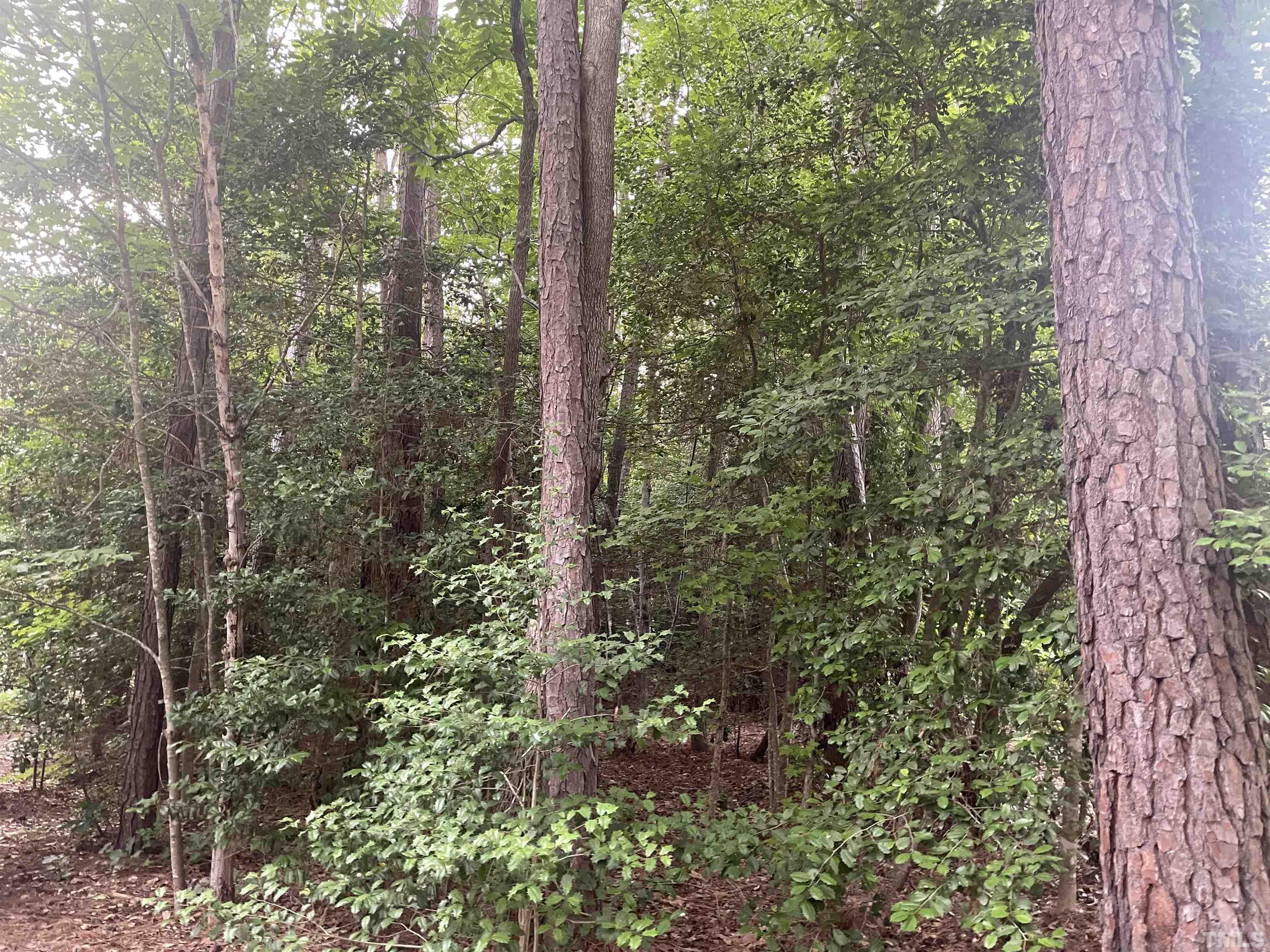 a view of a forest that has a tree