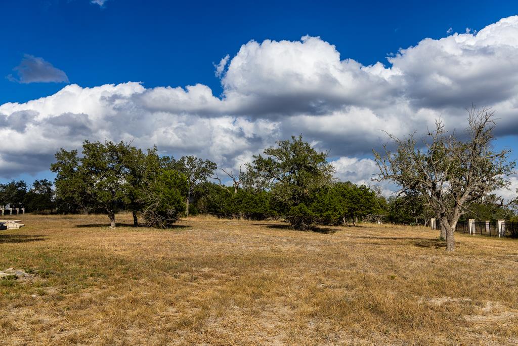 a street view with large trees