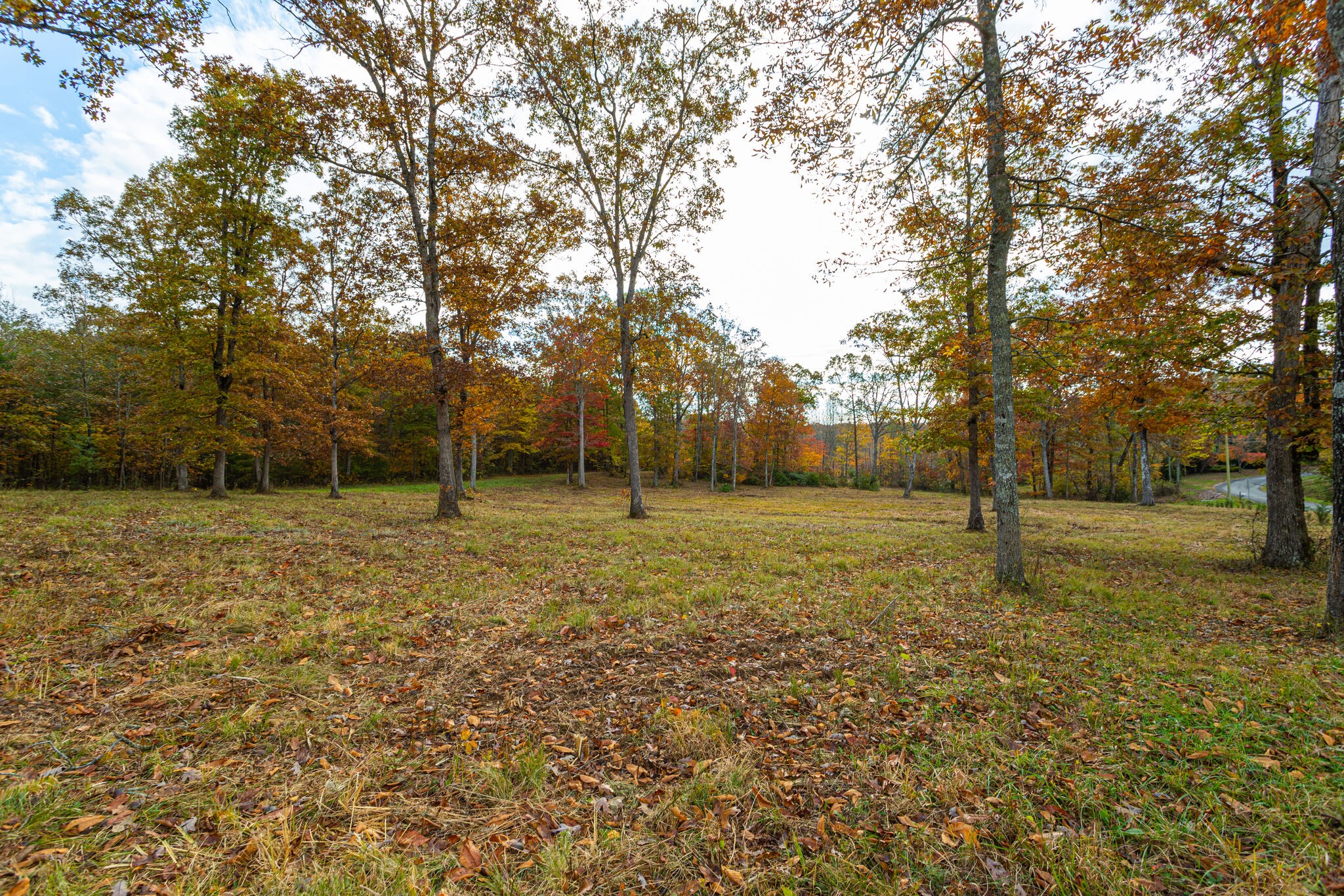 a view of a field with trees