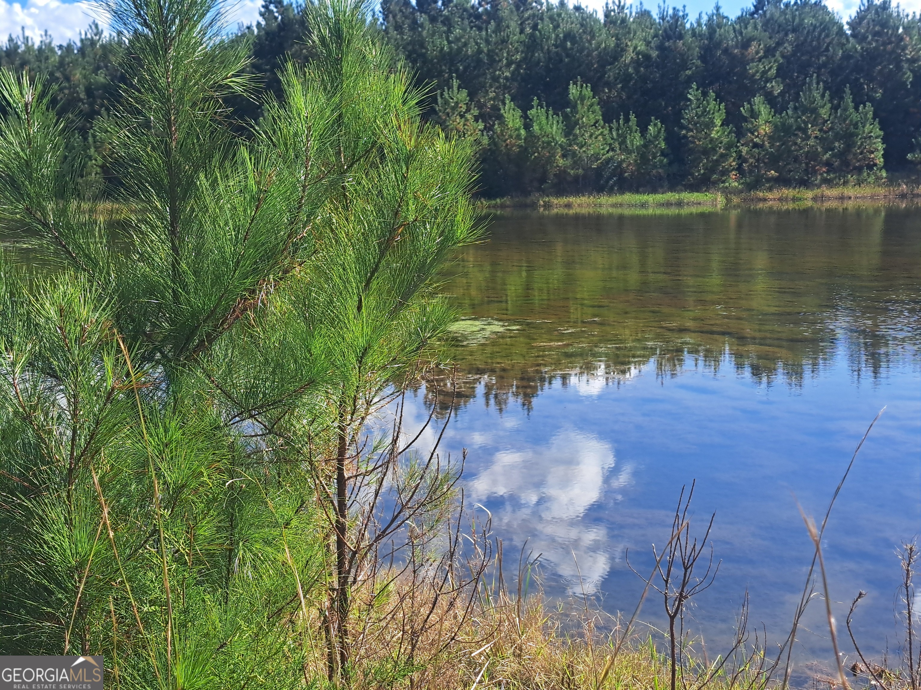 a view of a lake in between the field and trees