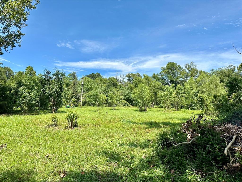 a view of a lush green space