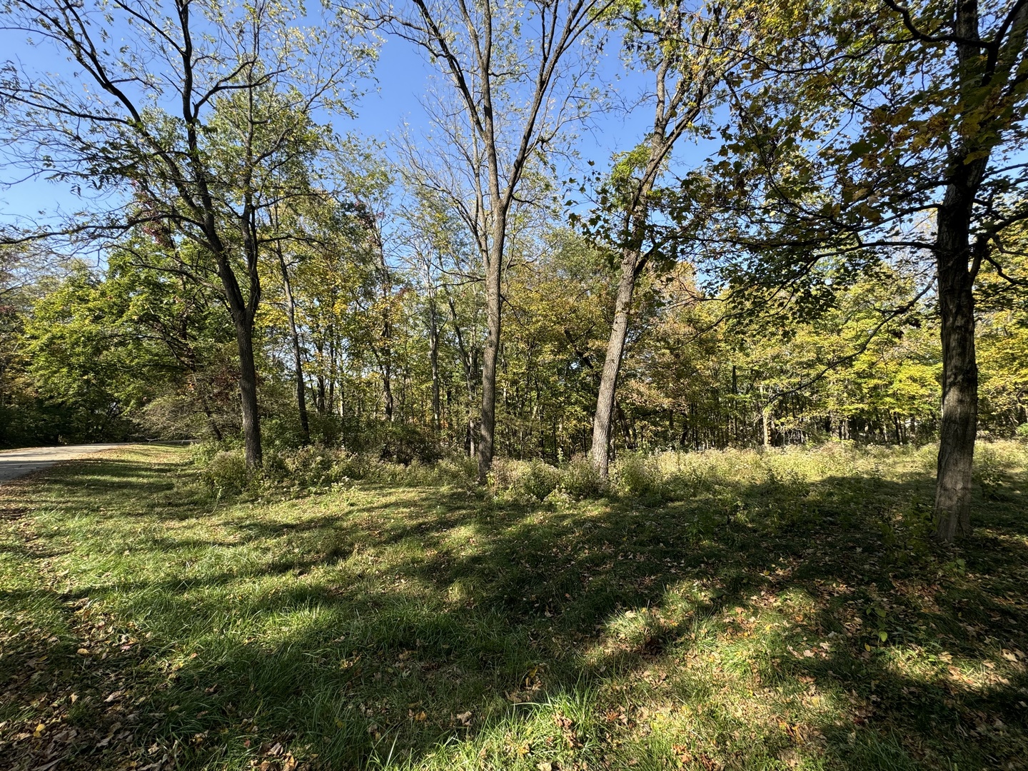 a view of a yard with a tree