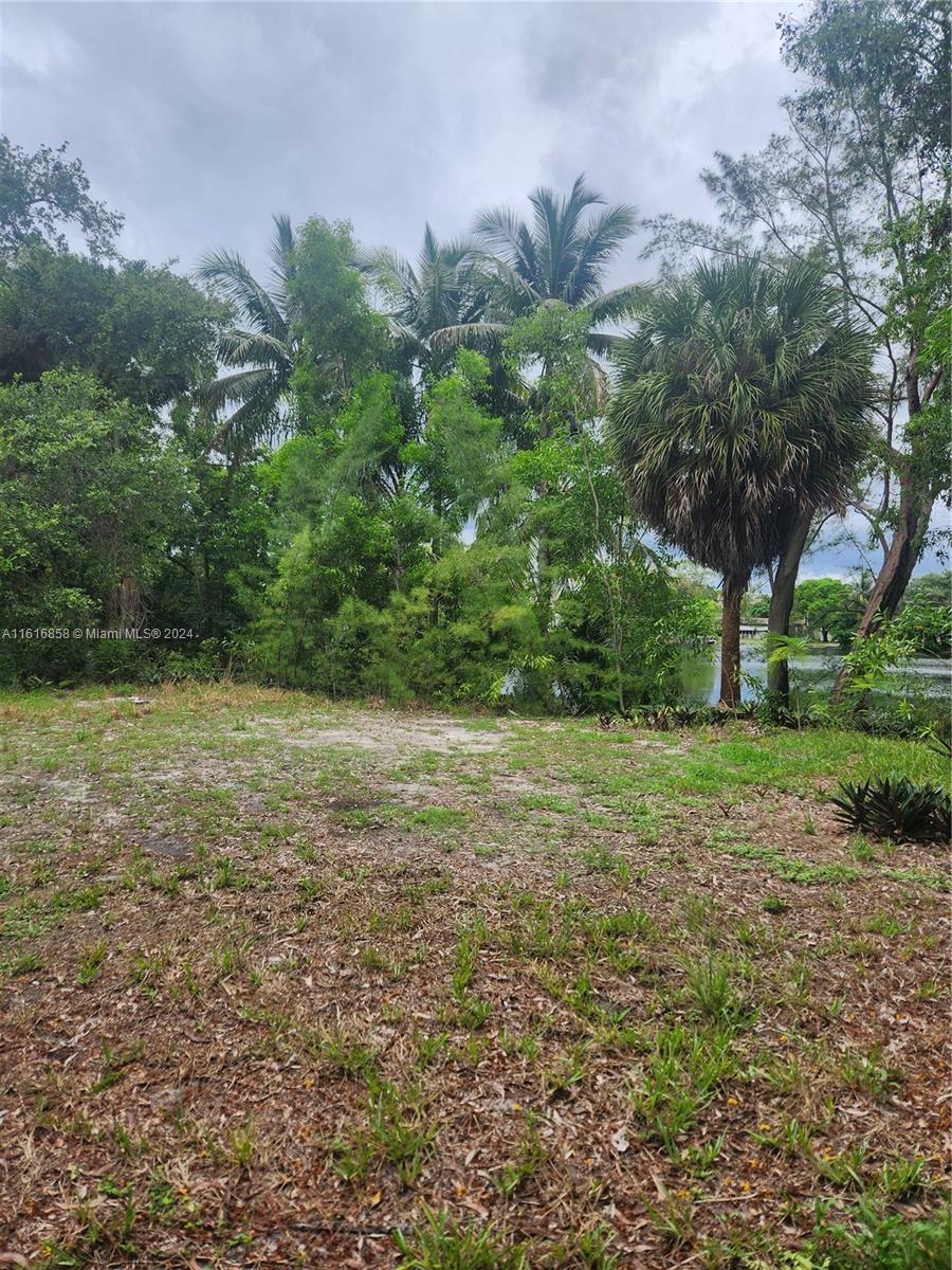 a view of a yard with a tree