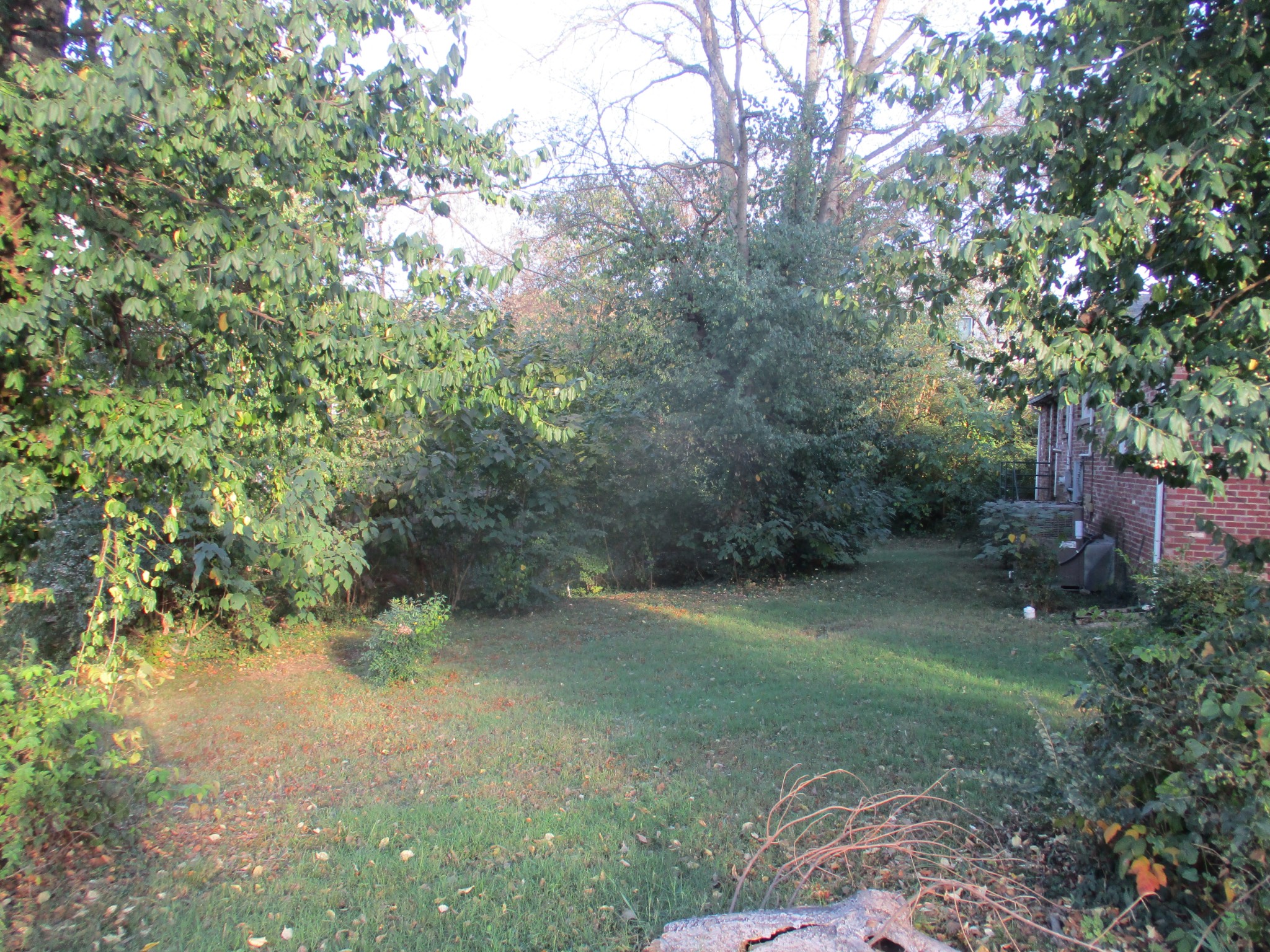 a view of a forest with trees in the background