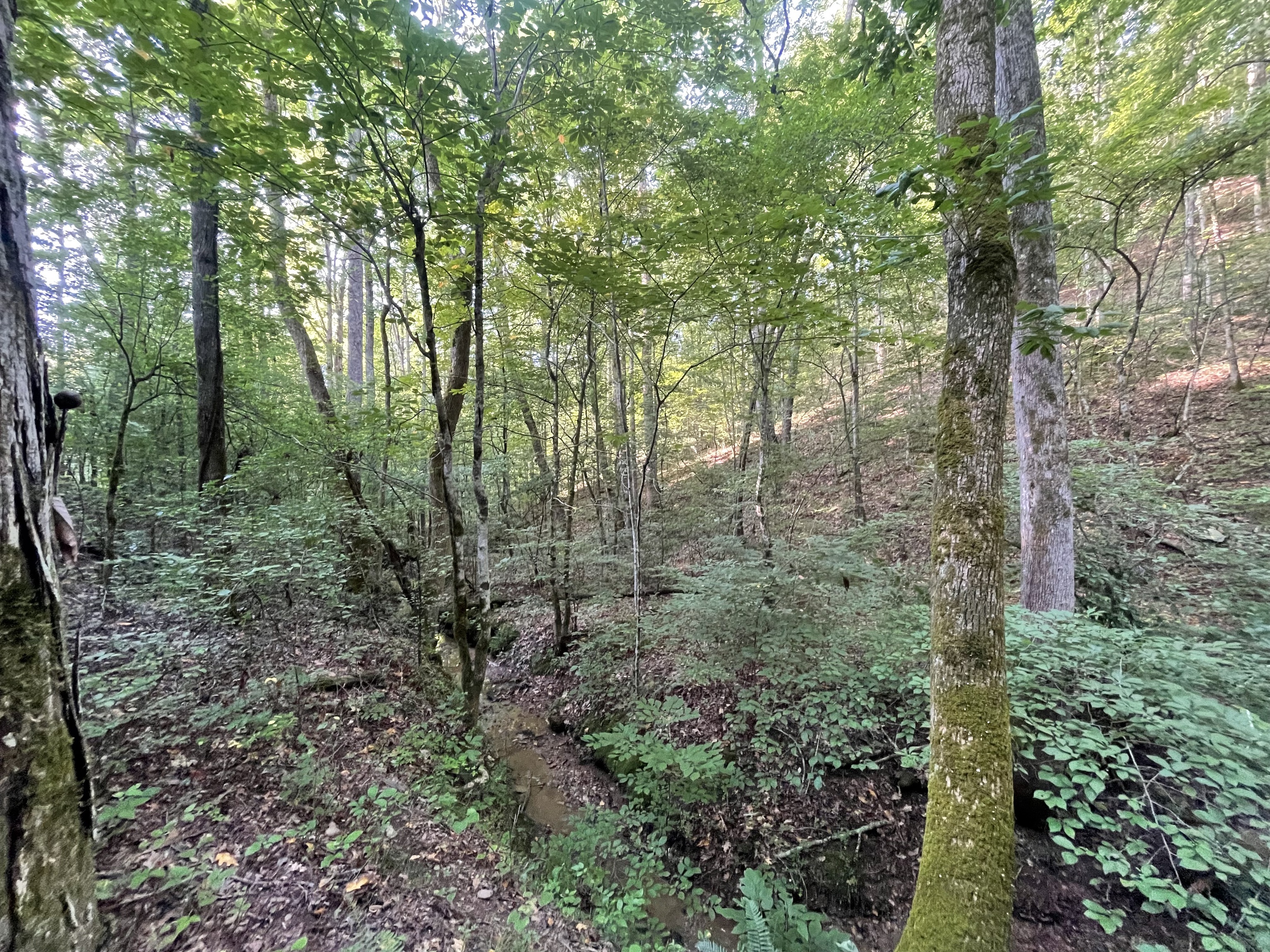 a view of a forest with trees in the background