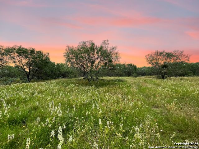 a view of a field with a tree in the background