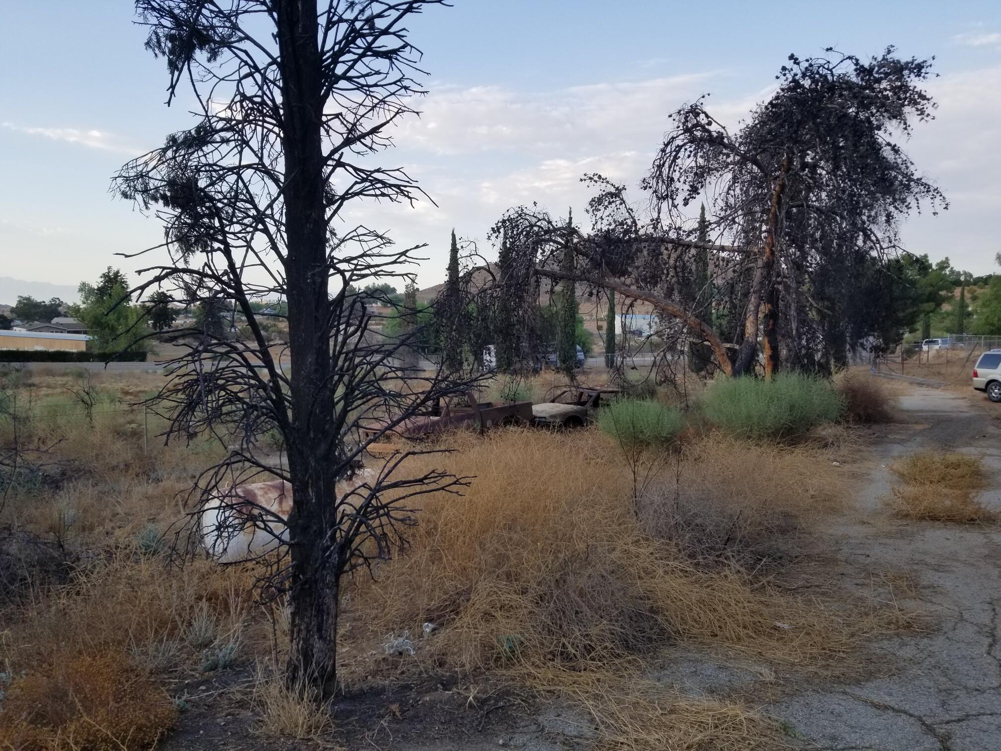 a view of a yard with a tree