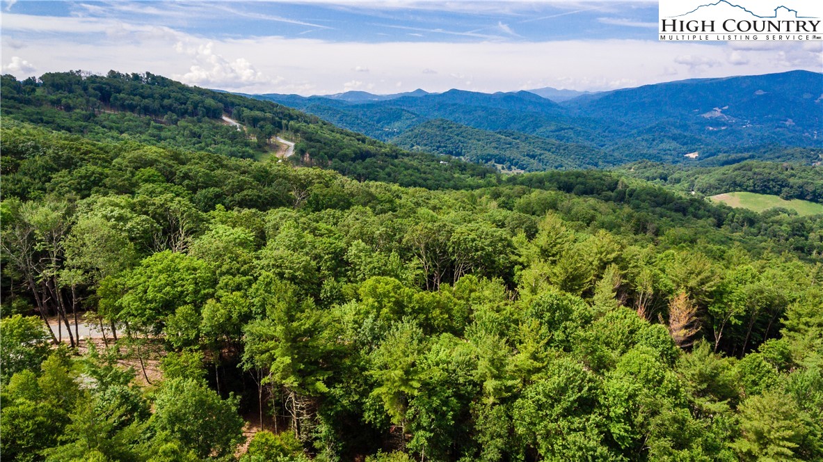 a view of a lush green forest with trees in the background