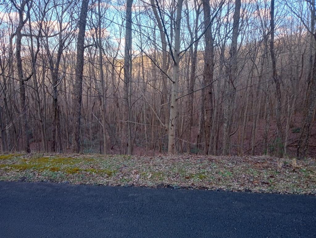 a view of backyard with tree