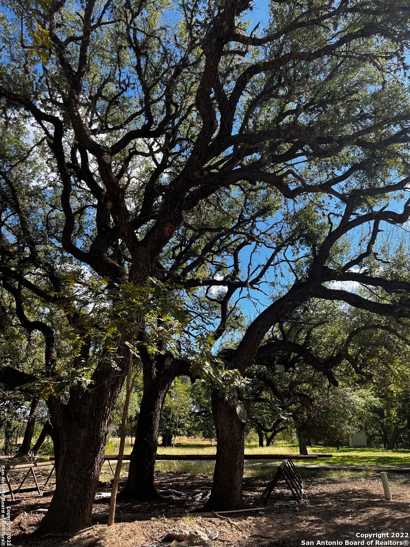 a tree in the middle of a yard