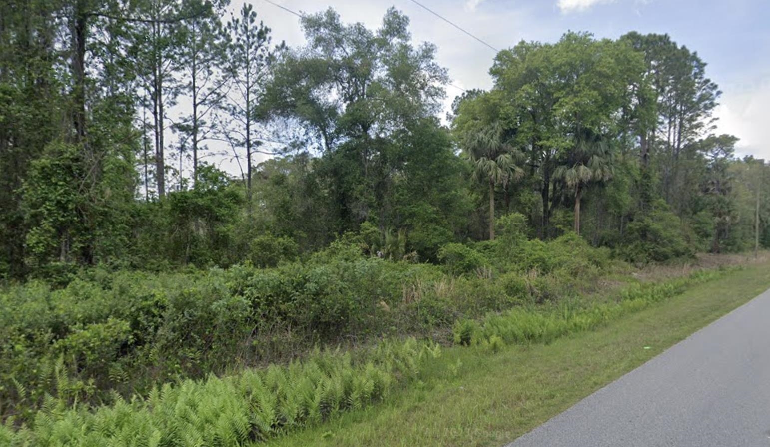 a view of a lush green forest with lots of trees