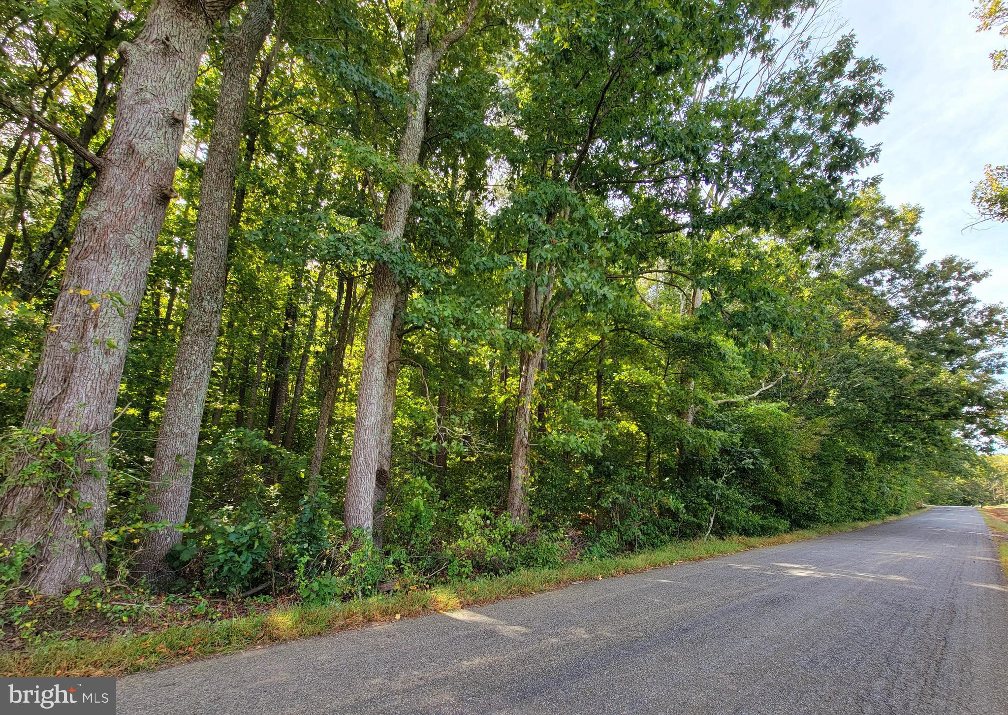 a view of a forest with trees