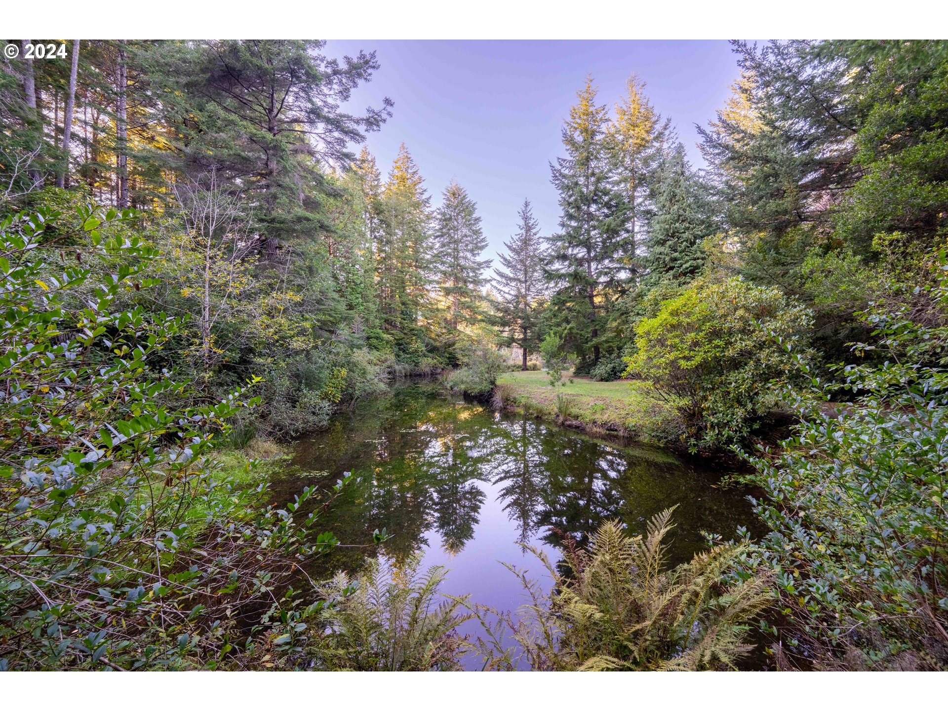 a view of a tree in a forest