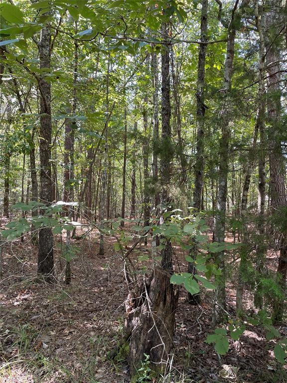 a view of a forest with lawn chairs