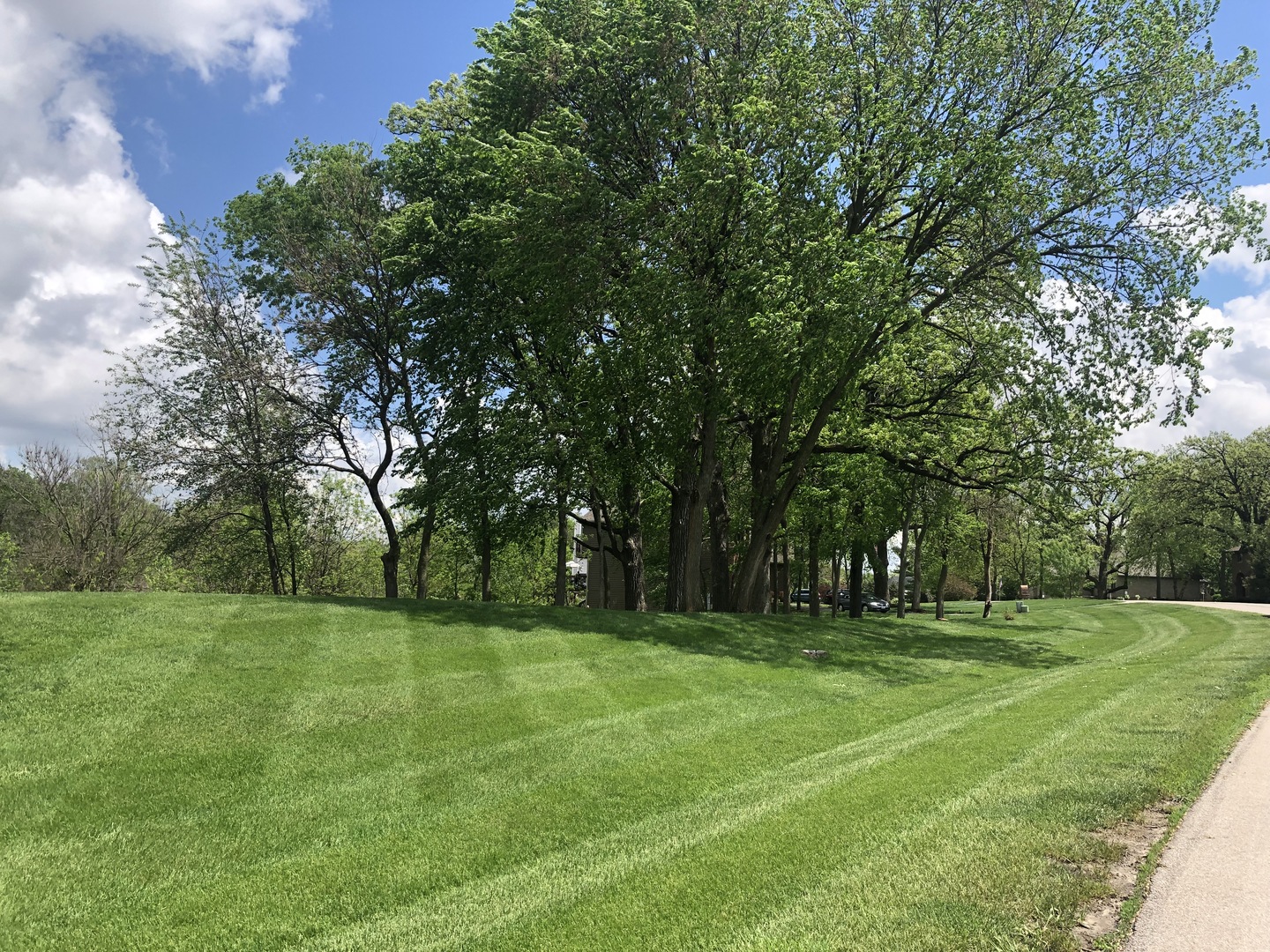 a view of a park with large trees