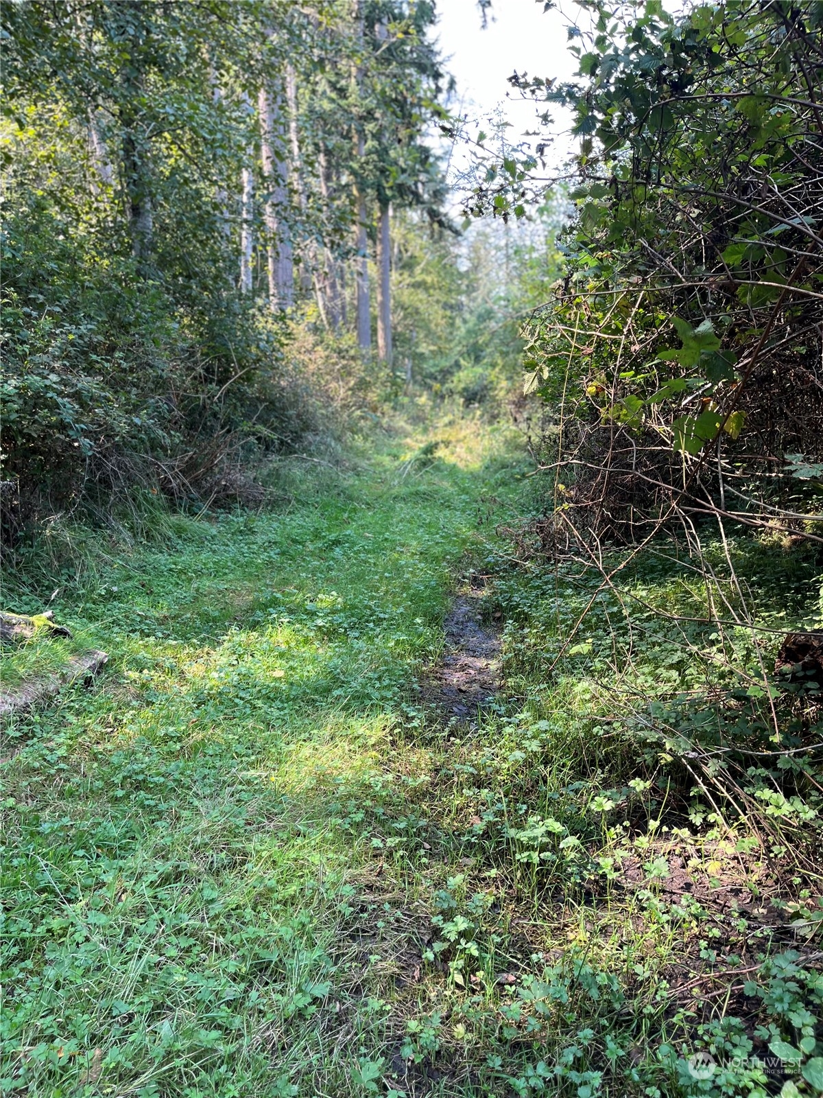 a view of a lush green space