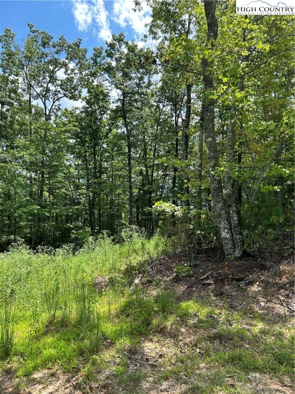 a view of a lush green forest