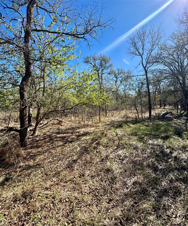 a view of a yard with plants and trees