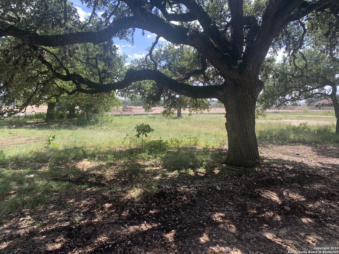 a view of a garden with a tree