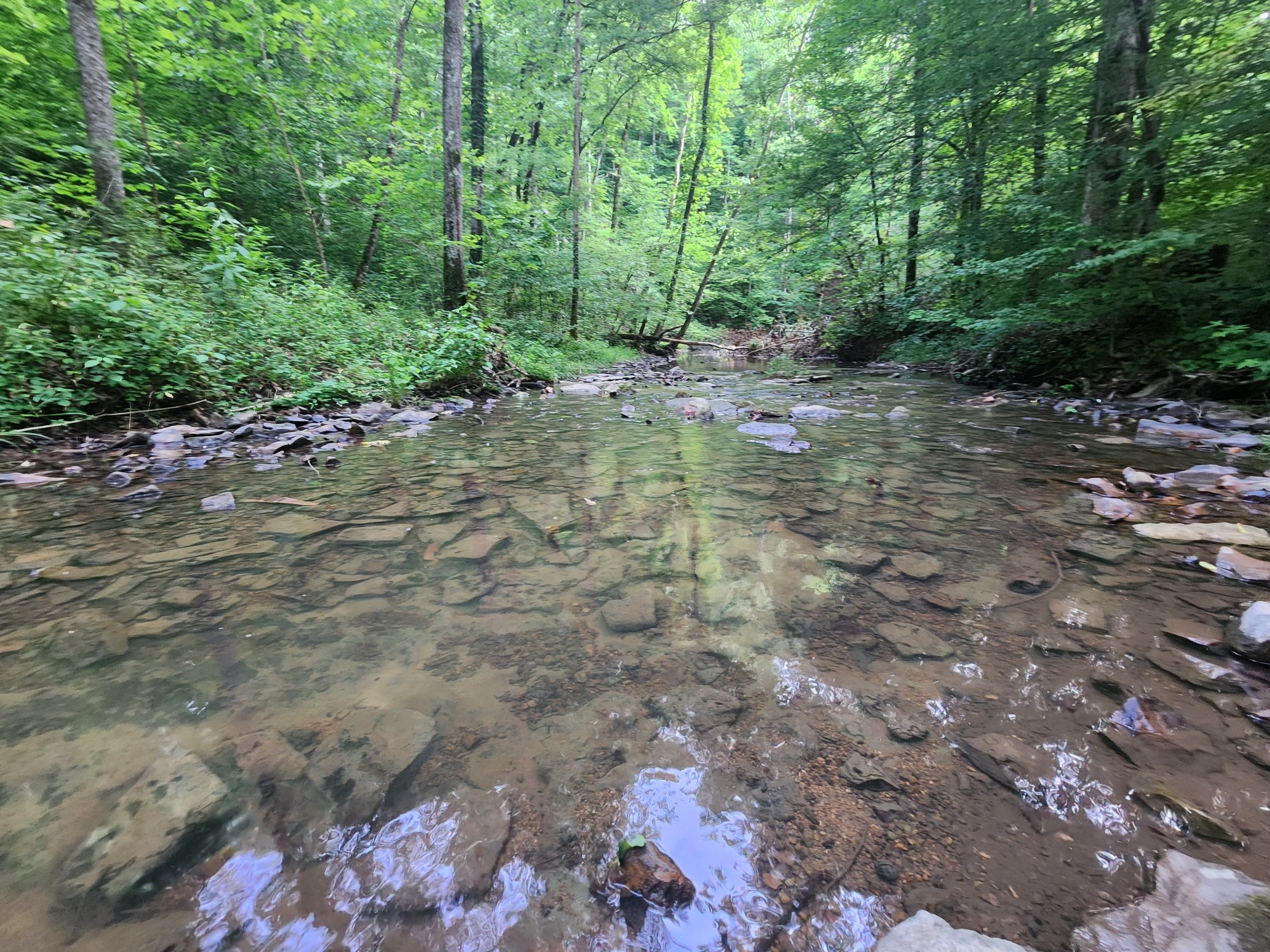 a view of a forest with trees