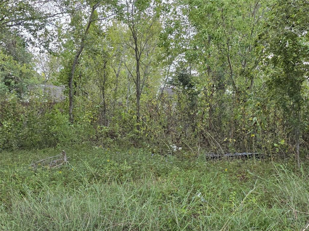 a view of a forest with a tree