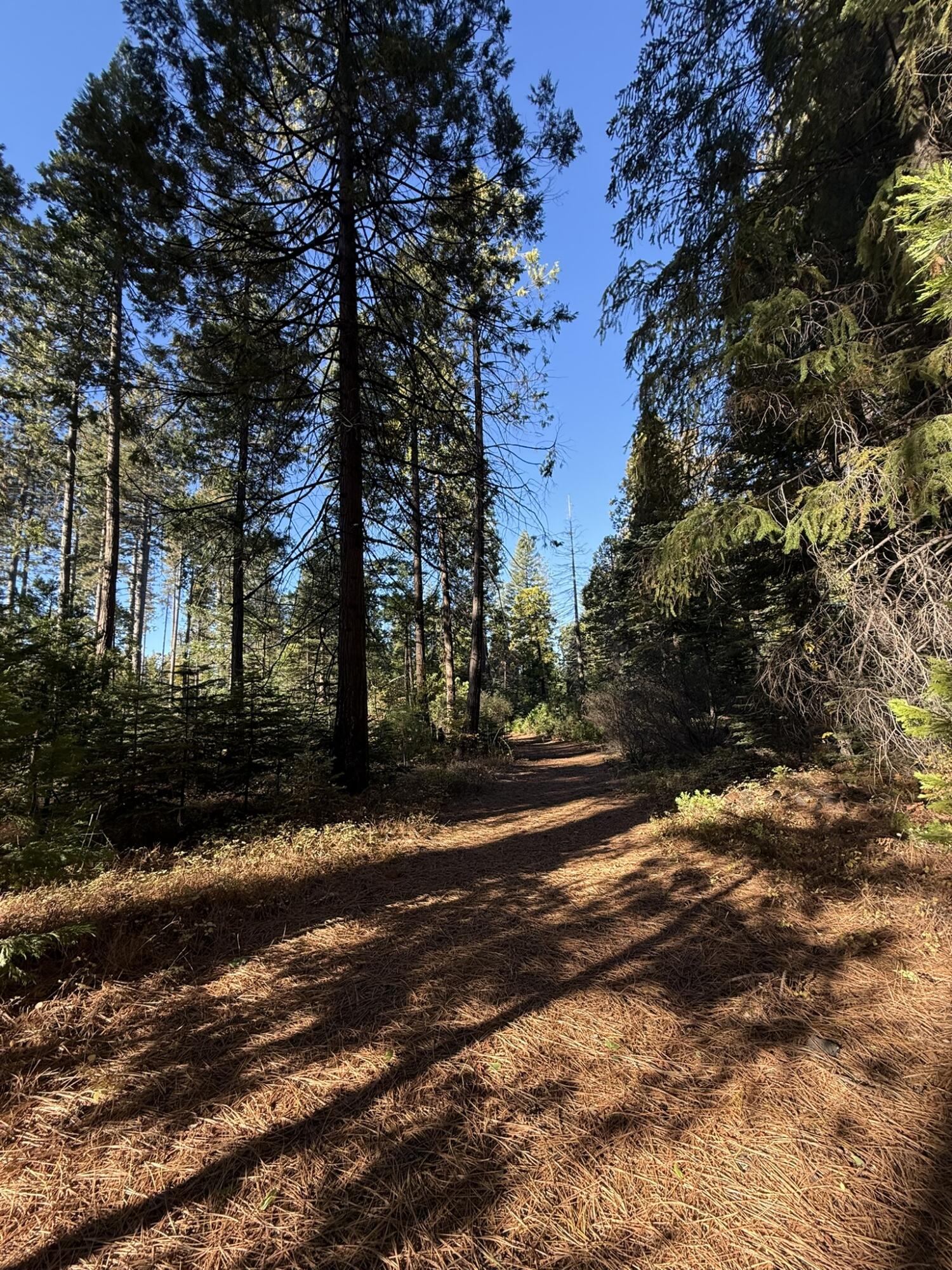 a view of road and trees