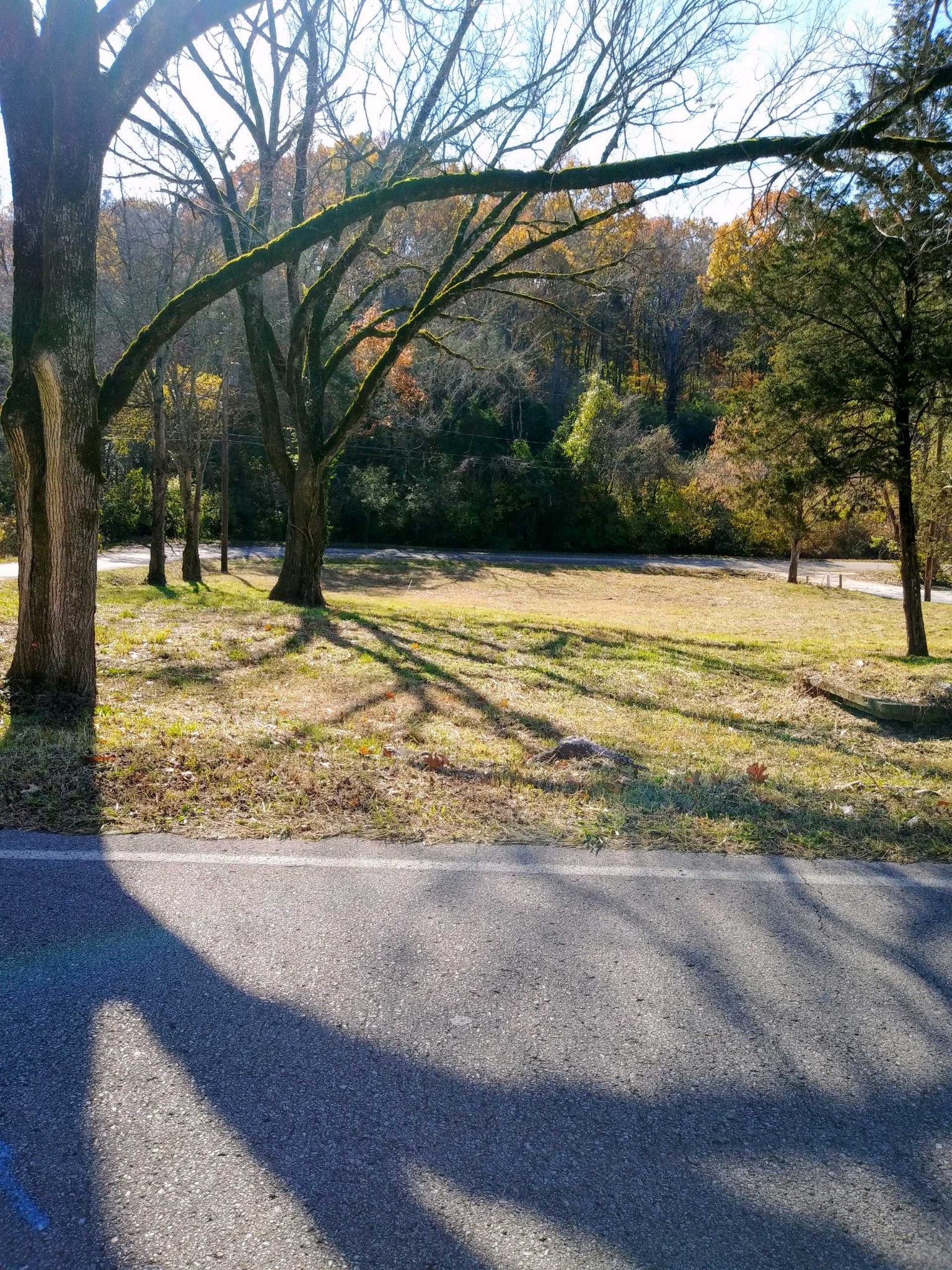 a view of a yard with a tree