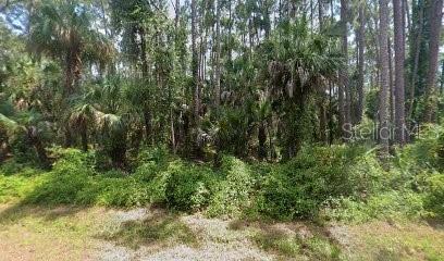 a view of a lush green forest