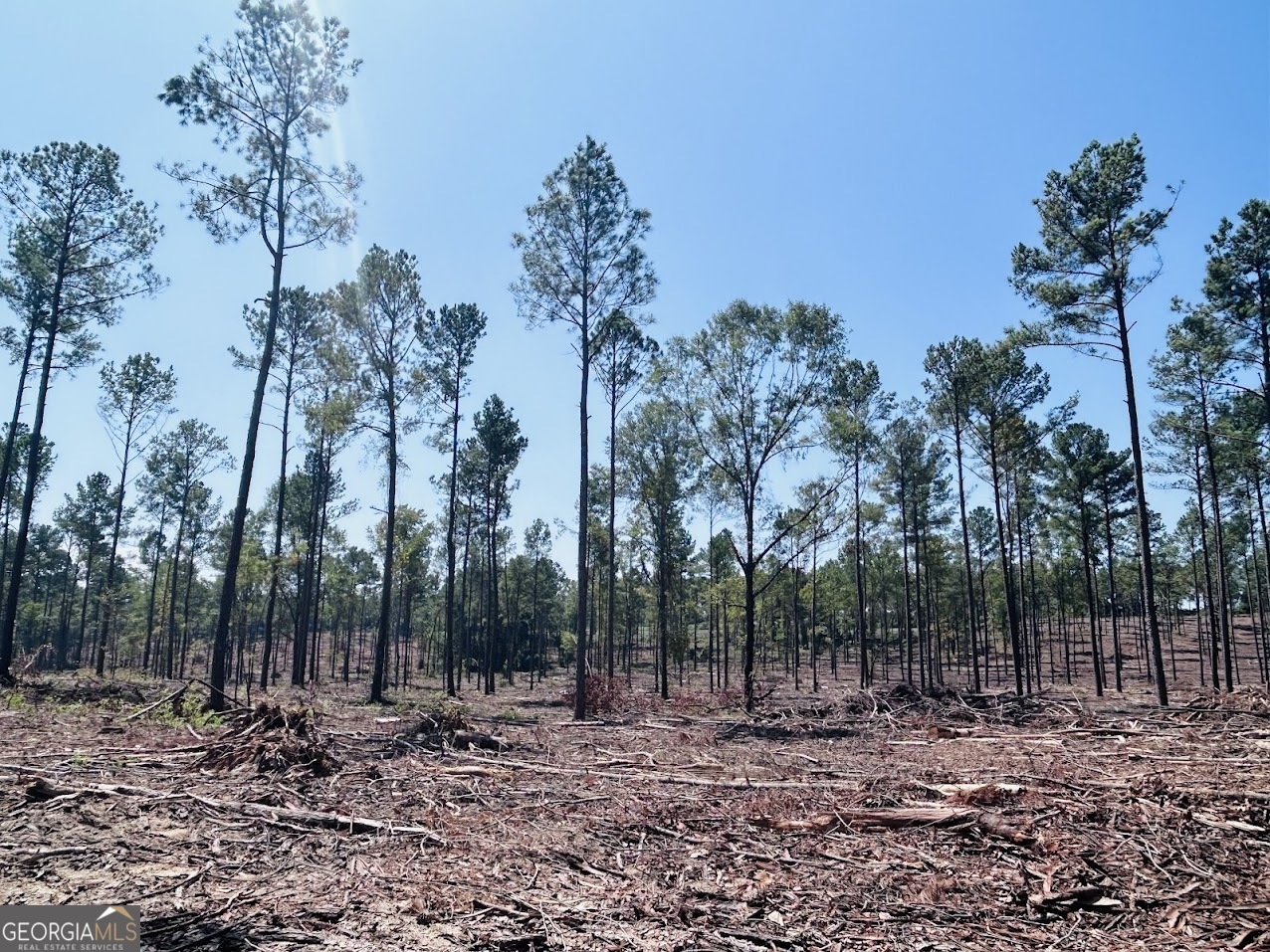 a view of a yard with lots of trees