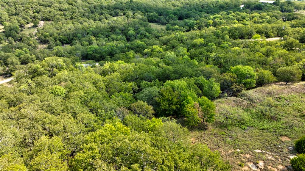 view of a lush green forest with lots of trees