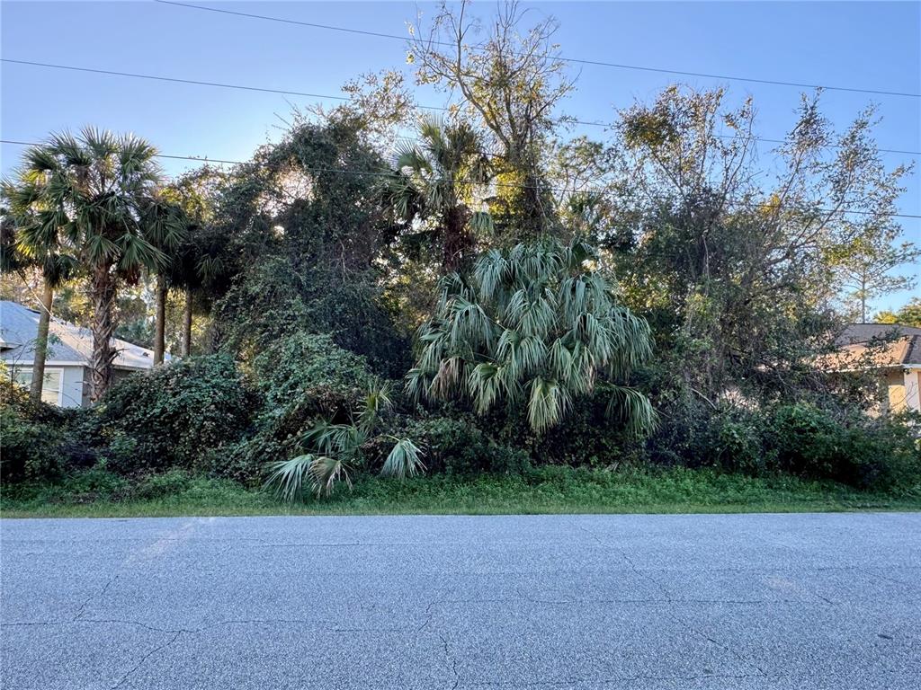 a view of a yard with a tree