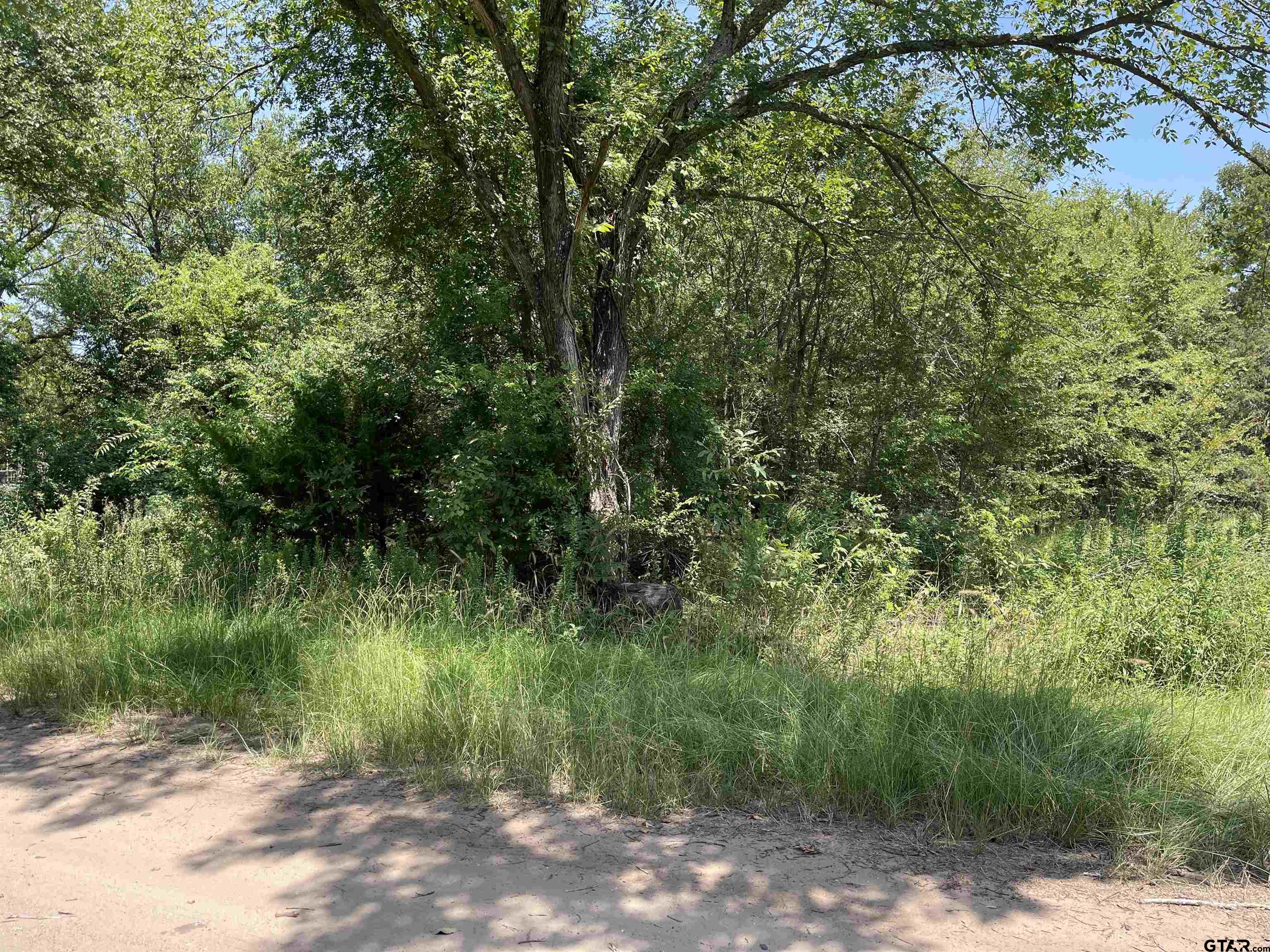 a view of a yard with a tree